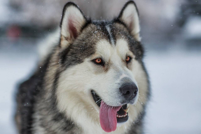 Ilustrasi anjing Siberian Husky. Sumber foto: Ordan Bergendah/Pexels.com