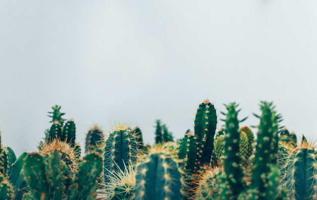 Ilutrasi foto kaktus koboi. Sumber foto: Unsplash
