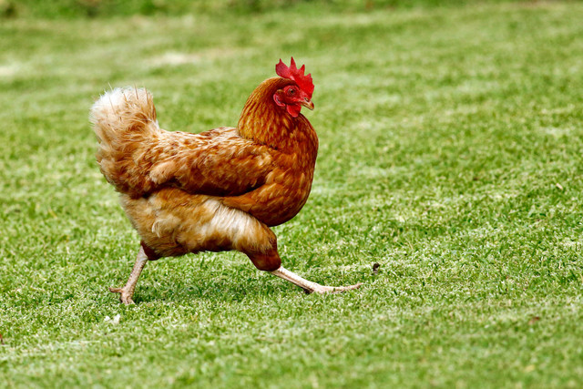 Ilustrasi Cara Memandikan Ayam. Sumber: Unsplash