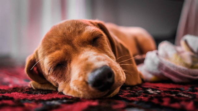 Ilustrasi Posisi Tidur Anjing. Sumber: Pexels.com/Magda Ehlers