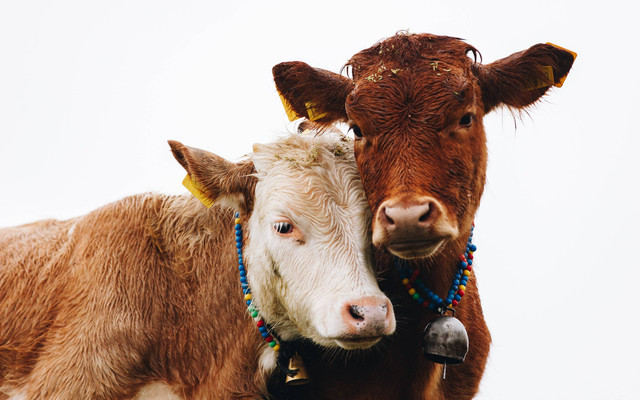 Ilustrasi Jelaskan perbedaan aqiqah dan qurban, sumber foto (Doruk Y.) by unsplash.com