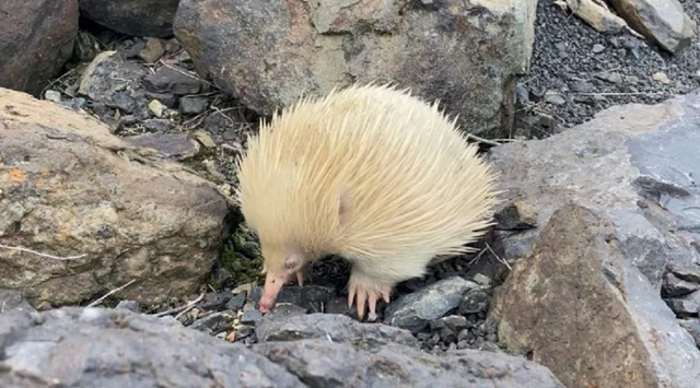 Penampakan landak semut albino ditemukan di Australia. Foto: Bathurst Regional Council/Facebook