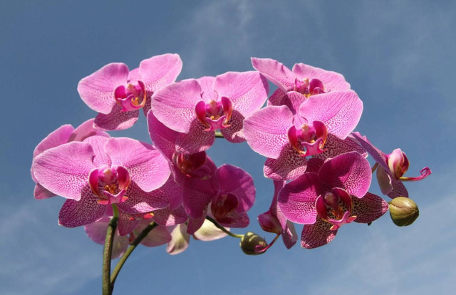 Ilustrasi 5 bunga lambang kebahagiaan. Sumber: Pexels.