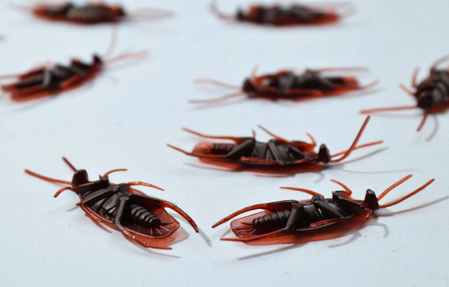 Ilustrasi 5 bau yang tidak disukai kecoa. Sumber: Pexels.