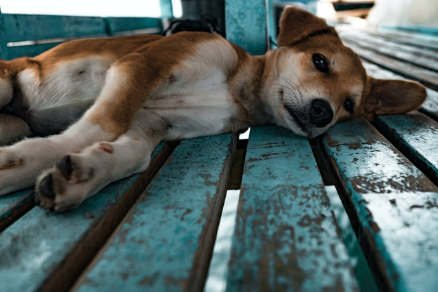 Ilustrasi Cara Mengobati Luka pada Anjing. Sumber foto: Jesse Schoff/Unsplash