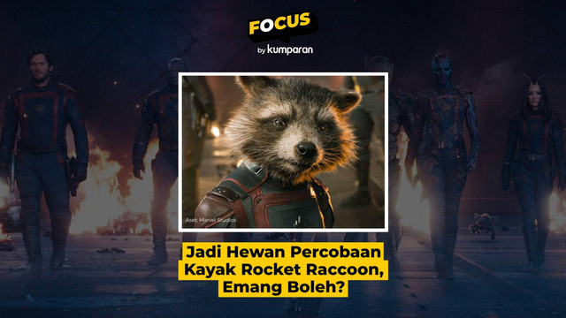 Hewan Rocket Racoon boleh jadi percobaan? Foto: kumparan