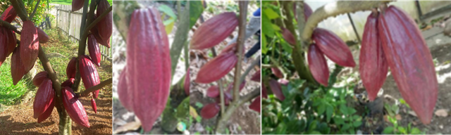 Gambar 1:  Tanaman Kakao (Foto sumber: Paparan Presentasi pada Acara FS 3 oleh Reflinur, Peneliti BRIN).