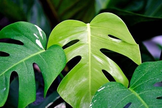 Ilustrasi tanaman hias termahal. Foto: Pixabay