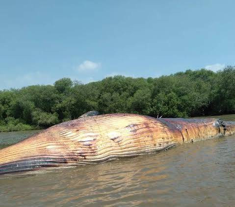 Bangkai Paus Balin yang ditemukan di kawasan pantai di daerah Kejawan Putih Tambak, Mulyorejo, Surabaya. Foto: Istimewa