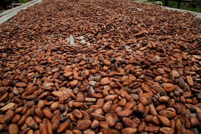 Sejumlah petani membawa Kakao yang telah dipanen di perkebunan di kawasan Sinfra, Pantai Gading. Foto: Luc Gnago/REUTERS