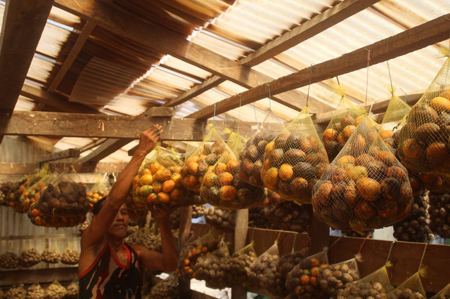 Warga mengeluhkan harga pinang turun drastis. (Foto: M Sobar Alfahri)