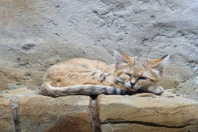 Ilustrasi kucing pilek (pixabay)