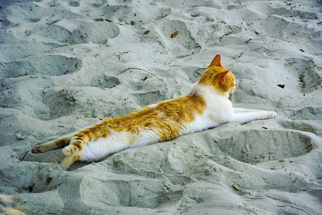 Ilustrasi pasir kucing (pixabay)