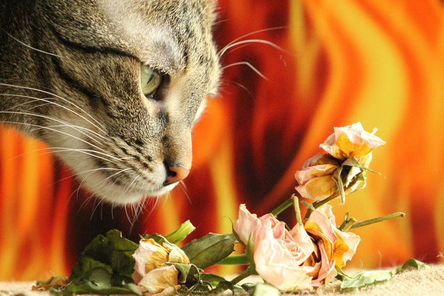 Ilustrasi aroma yang tidak disukai kucing. Sumber: Vargazs/Pixabay.com