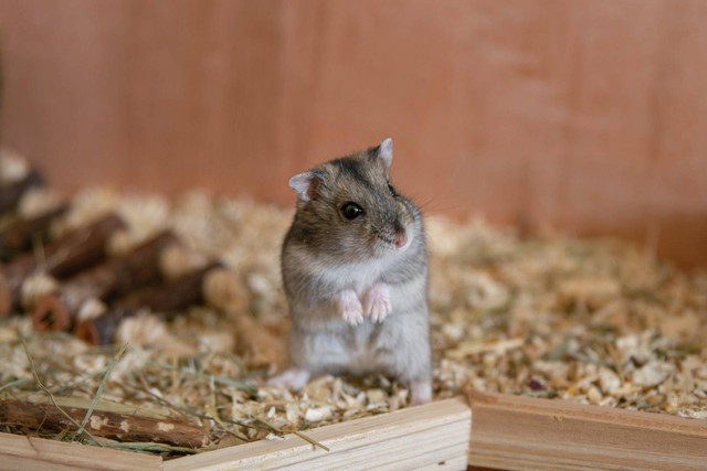 Ilustrasi foto hamster kerdil putih rusia. Sumber foto: Unsplash