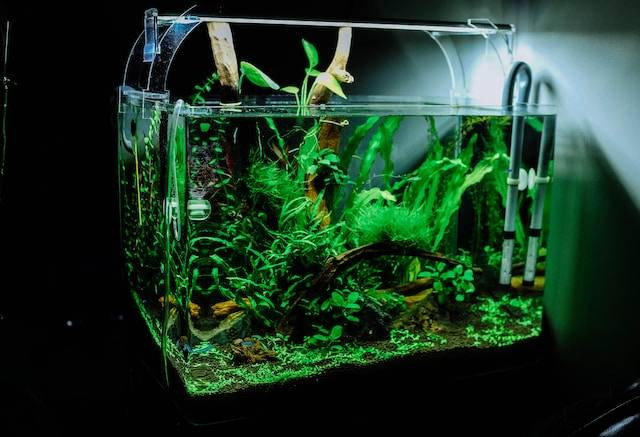 Ilustrasi cara menjernihkan air aquarium secara alami. Sumber foto: Huy Phan/Unsplash.