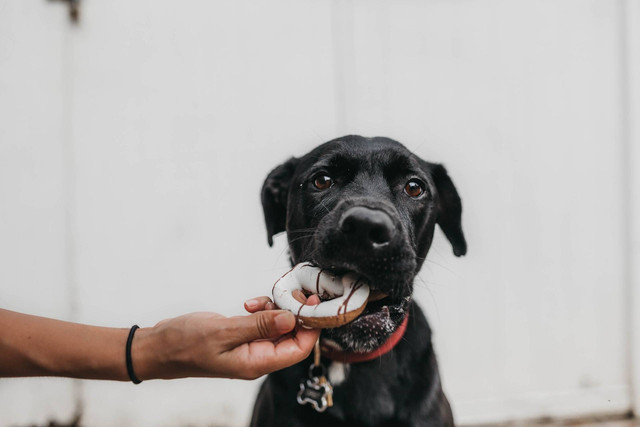 Ilustrasi foto anjing makan. Sumber foto: Unsplash