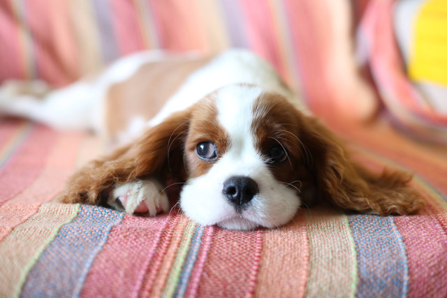 Ilustrasi Anjing Kecil yang Jarang Menggonggong. Foto: dok. Izabelly Marques (Unsplash)