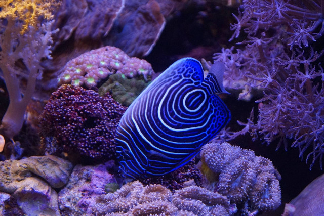 Ilustrasi foto ikan untuk aquascape. Sumber foto: Unsplash