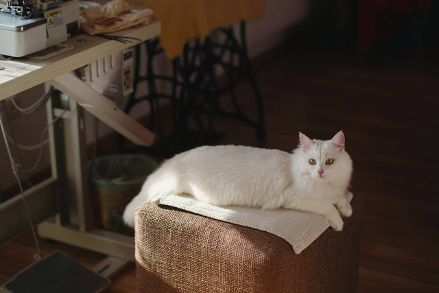 Ilustrasi jenis kucing anggora. Sumber: Oleg Melevych/pexels.com 