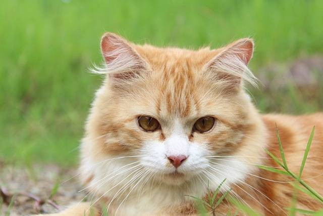 Ilustrasi kucing belang tiga. Foto: Pixabay