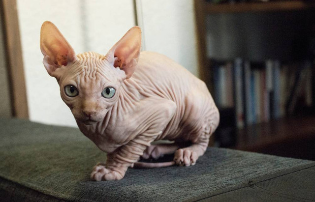 Ilustrasi kucing sphynx. Foto: Shutterstock