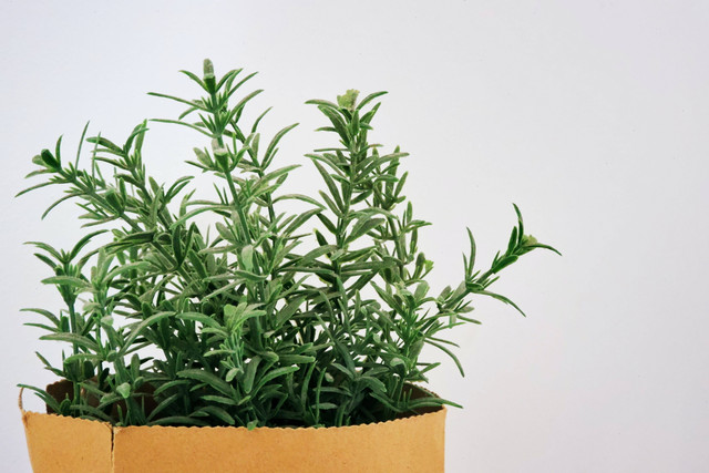 Ilustrasi Cara Menanam Rosemary. Foto: dok. Zé Maria (Unsplash)