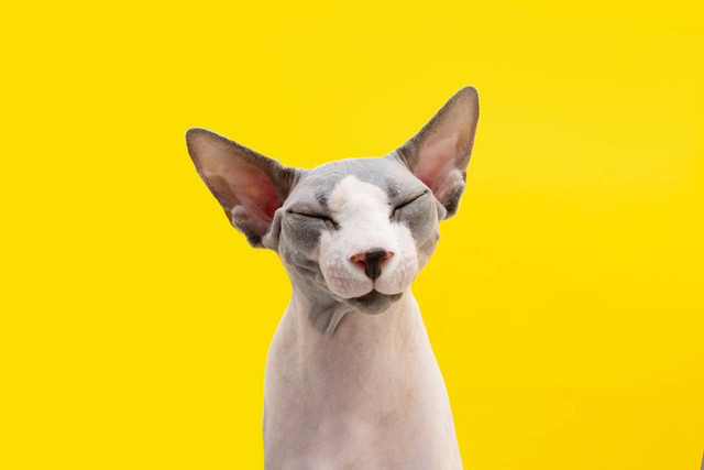 Sphynx, si kucing tanpa bulu. Foto: Shutterstock
