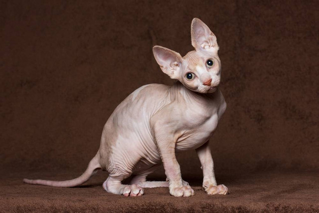 Sphynx, si kucing tanpa bulu.  Foto: Shutter Stock