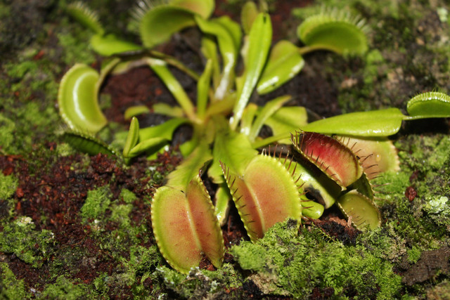 Ilustrasi Tanaman Pemakan Serangga. Foto: dok. Rineshkumar Ghirao (Unsplash)