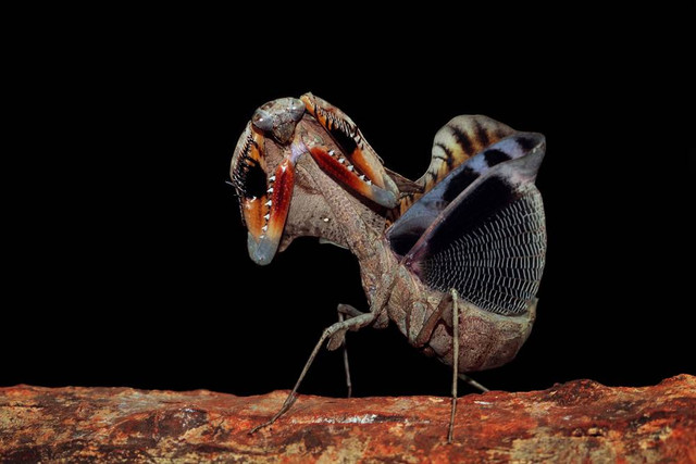 Belalang daun mati Malaysia (Deroplatys lobata) Foto: Shutterstock