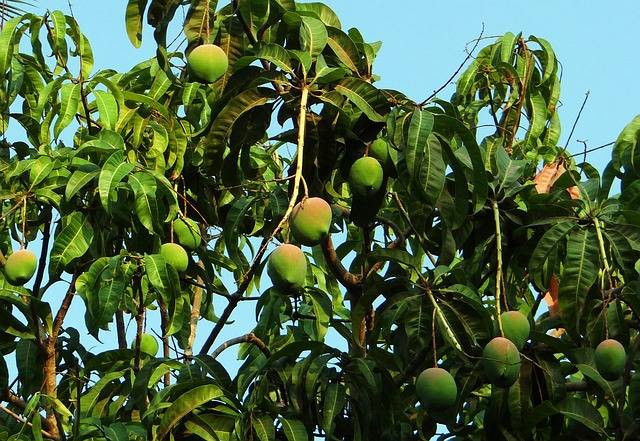 Ilustrasi Cara Mencangkok Pohon Mangga. Foto: Pixabay/sarangib.