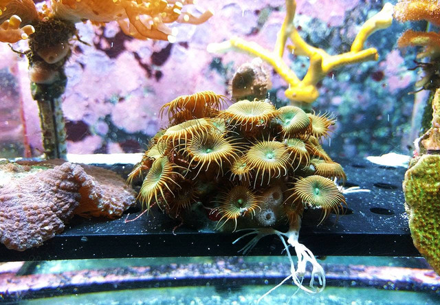 Ilustrasi perbedaan aquarium dan aquascape. Sumber: Dids/pexels.com 
