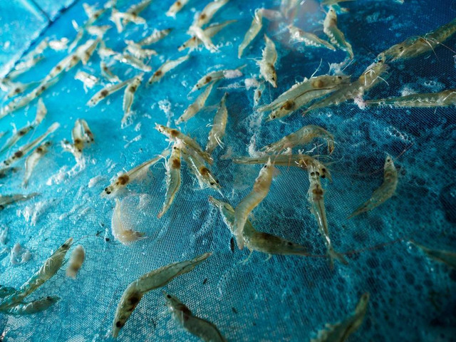 Ilustrasi udang air tawar. Foto: Shutter Stock