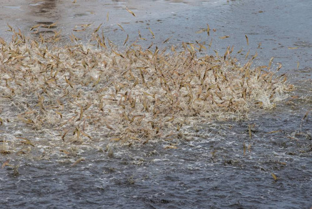 Ilustrasi udang air tawar.  Foto: Shutter Stock