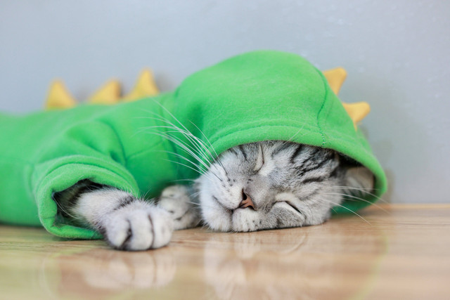 ilustrasi gambar Cara Mengobati Kucing Flu, Foto: Pexels