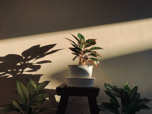 Ilustrasi media tanam aglonema. Sumber: benarifo/unsplash.com 