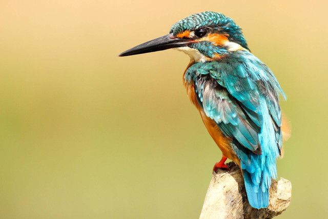 Ilustrasi makanan burung pleci. Sumber: Beris Smokrovic/unsplash.com 