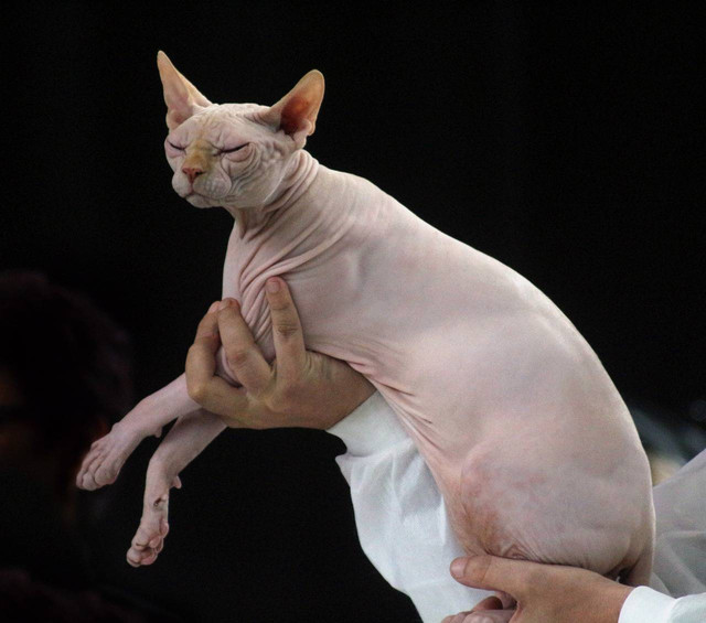 Ilustrasi ciri-ciri kucing Sphynx. Sumber foto: Pixabay