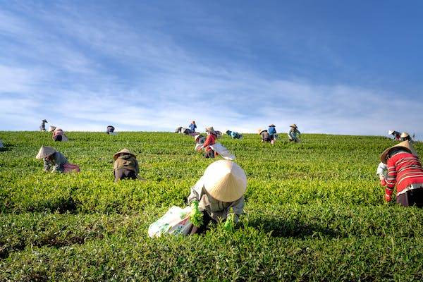 Ilustrasi petani. Foto: Pexels