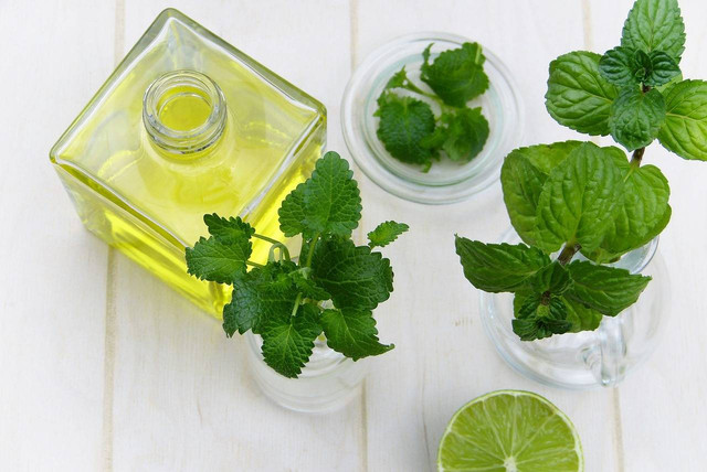 Ilustrasi tata cara menanam daun mint dari batang. Sumber foto: Pixabay