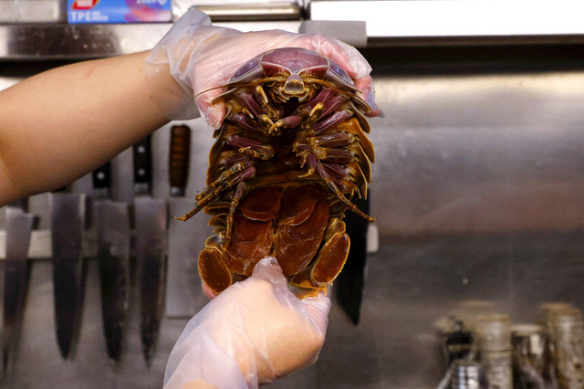 Hu, pemilik restoran, memegang isopoda raksasa untuk difoto di dapur di Taipei, Taiwan. Foto: Ann Wang/REUTERS