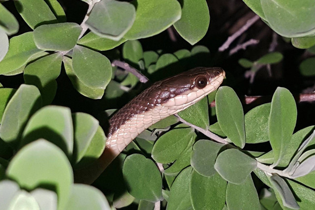 Ular yang difoto saat herping. Sumber foto: Pixabay