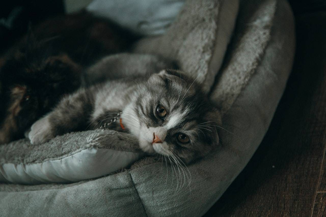Ilustrasi foto kucing demam. Sumber foto: Unsplash