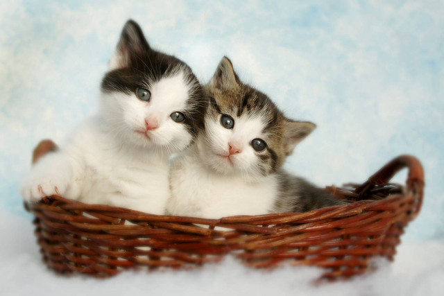 Ilustrasi foto kucing kawin. Sumber foto: Unsplash