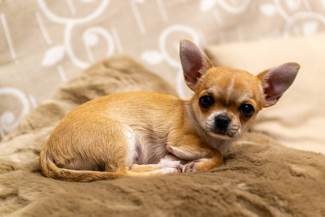 Ilustrasi foto anjing chihuahua. Sumber foto: Unsplash