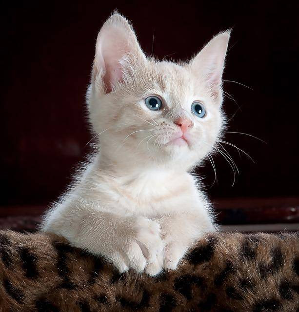 Ilustrasi Perbedaan Kucing Anggora dan Persia. Sumber: www.pixabay.com