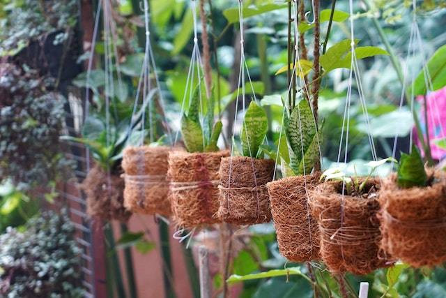 Jenis tanaman yang tajam. Sumber: pexels.com