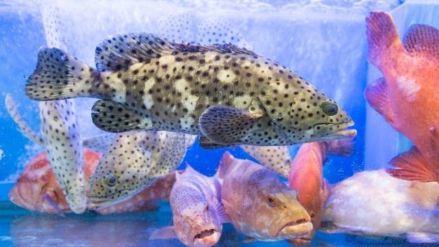  Ikan Kerapu. Foto: Thinkstock @ThamKC