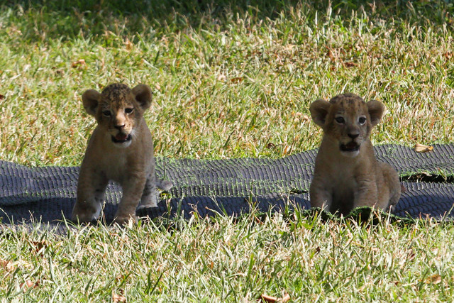 Dua anak singa (Panthera leo) bermain di kandangnya, Kebun Binatang Surabaya, Jawa Timur, Selasa (30/5/2023). Foto: antara